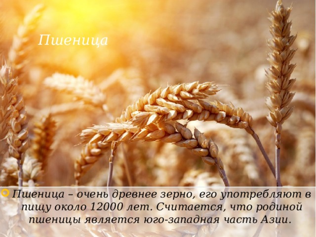 Пшеница Пшеница – очень древнее зерно, его употребляют в пищу около 12000 лет. Считается, что родиной пшеницы является юго-западная часть Азии. 