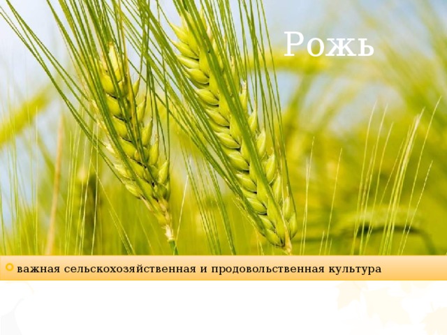 Рожь важная сельскохозяйственная и продовольственная культура 