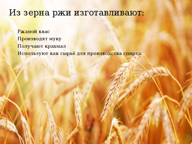 Из зерна ржи изготавливают: Ржаной квас Производят муку Получают крахмал Используют как сырьё для производства спирта. 