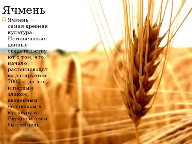 Ячмень Ячмень — самая древняя культура. Исторические данные свидетельствуют о том, что начало растениеводства датируется 7000 г. до н.э., и первым злаком, введенным человеком в культуру в Европе и Азии, был ячмень. 