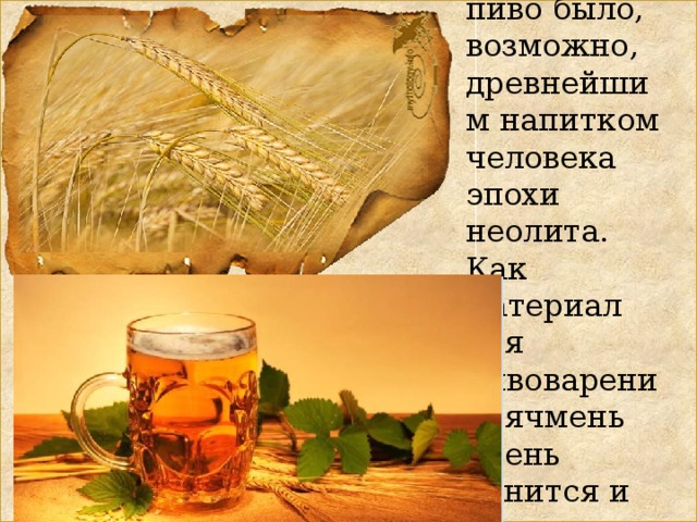 Ячменное пиво было, возможно, древнейшим напитком человека эпохи неолита. Как материал для пивоварения, ячмень очень ценится и почти незаменим.   