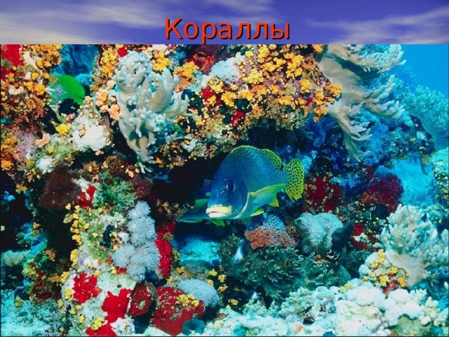 Кораллы