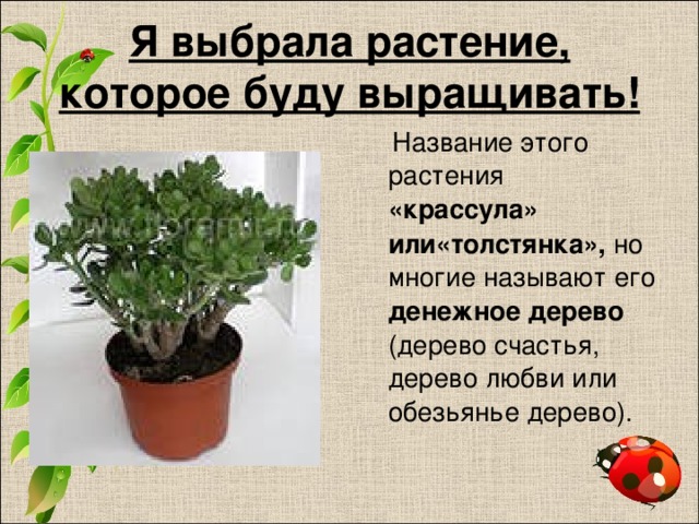 Презентация денежное дерево