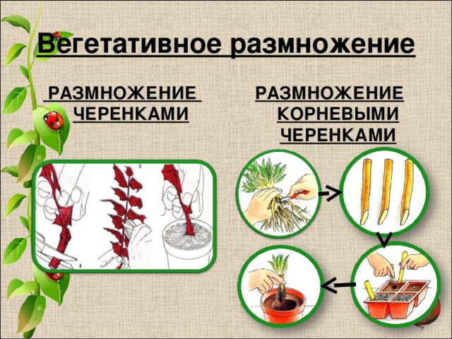 Рисунок размножение корневыми черенками
