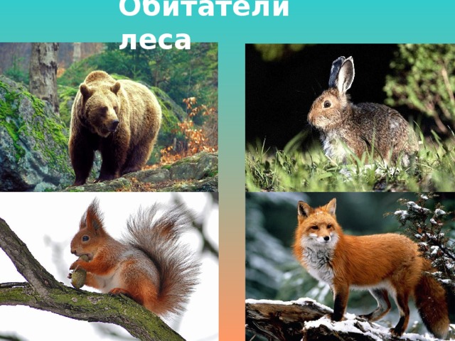 Проект по окружающему миру 4 класс животные нашего края