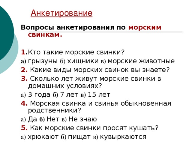 Анкетирование  Вопросы анкетирования по морским свинкам.  1 . Кто такие морские свинки ? а)  грызуны б) хищники в) морские животные 2. Какие виды морских свинок вы знаете? 3. Сколько лет живут морские свинки в домашних условиях? а) 3 года б)  7 лет в)  15 лет 4. Морская свинка и свинья обыкновенная родственники? а) Да б)  Нет в) Не знаю 5. Как морские свинки просят кушать? а) хрюкают б)  пищат в) кувыркаются 