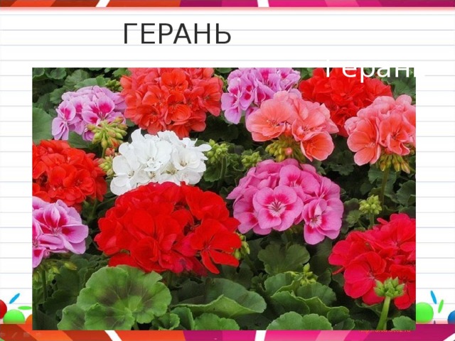  ГЕРАНЬ Герань 