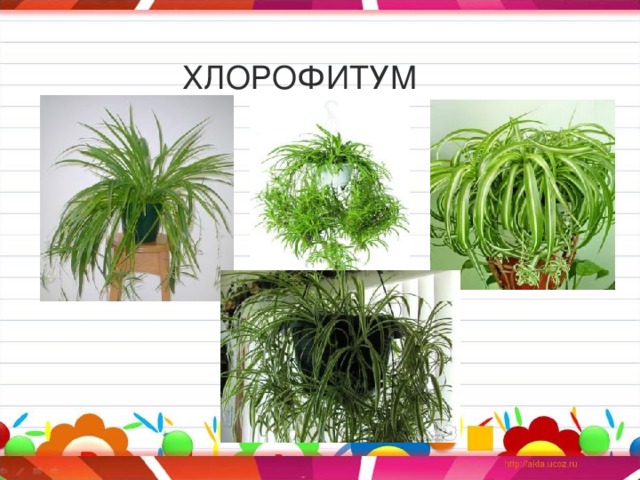 ХЛОРОФИТУМ 