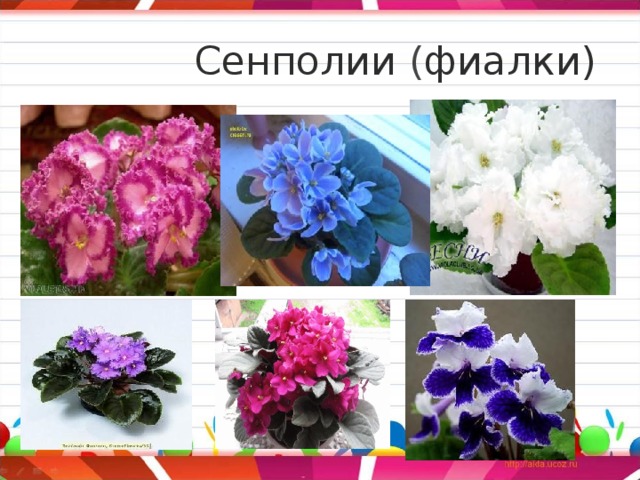 Сенполии  ( фиалки) 