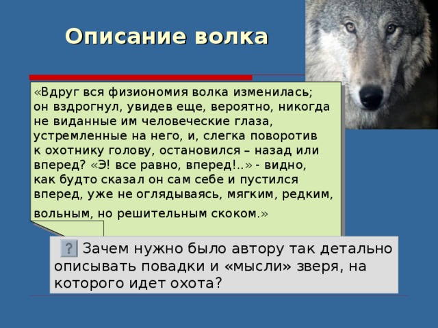 Описание волка «Вдруг вся физиономия волка изменилась; он вздрогнул, увидев еще, вероятно, никогда не виданные им человеческие глаза, устремленные на него, и, слегка поворотив к охотнику голову, остановился – назад или вперед? «Э! все равно, вперед!..» - видно, как будто сказал он сам себе и пустился вперед, уже не оглядываясь, мягким, редким, вольным, но решительным скоком.»   Зачем нужно было автору так детально описывать повадки и «мысли» зверя, на которого идет охота? 