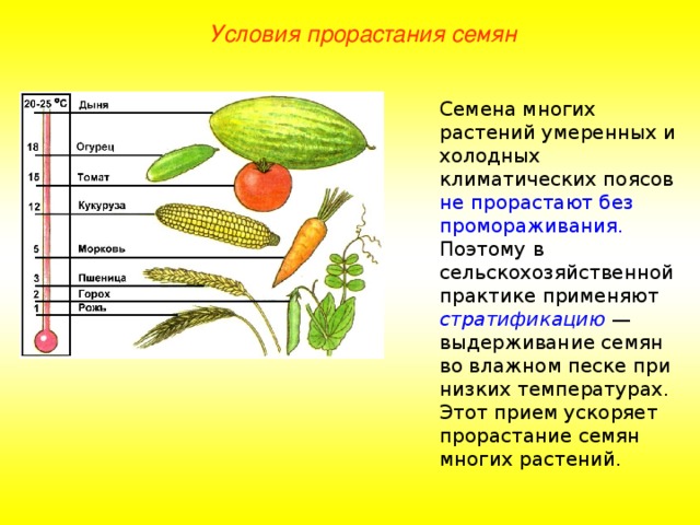 Условия прорастания семян Семена многих растений умеренных и холодных климатических поясов не прорастают без промораживания. Поэтому в сельскохозяйственной практике применяют стратификацию — выдерживание семян во влажном песке при низких температурах. Этот прием ускоряет прорастание семян многих растений. 