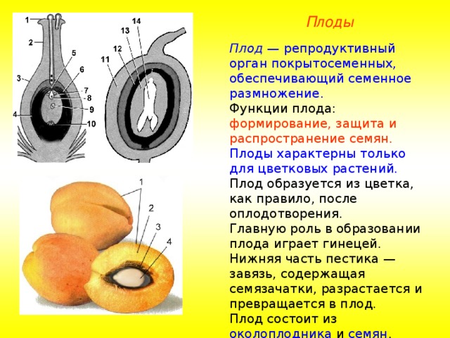 Плоды Плод — репродуктивный орган покрытосеменных, обеспечивающий семенное размножение. Функции плода: формирование, защита и распространение семян.  Плоды характерны только для цветковых растений. Плод образуется из цветка, как правило, после оплодотворения. Главную роль в образовании плода играет гинецей. Нижняя часть пестика — завязь, содержащая семязачатки, разрастается и превращается в плод. Плод состоит из околоплодника и семян , число которых соответствует числу семязачатков. 