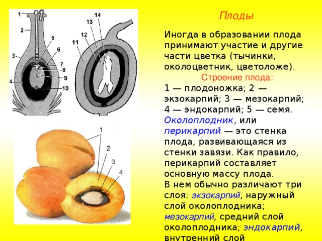 Плоды Иногда в образовании плода принимают участие и другие части цветка (тычинки, околоцветник, цветоложе). Строение плода: 1 — плодоножка; 2 — экзокарпий; 3 — мезокарпий; 4 — эндокарпий; 5 — семя. Околоплодник , или перикарпий — это стенка плода, развивающаяся из стенки завязи. Как правило, перикарпий составляет основную массу плода. В нем обычно различают три слоя: экзокарпий , наружный слой околоплодника; мезокарпий , средний слой околоплодника; эндокарпий , внутренний слой околоплодника. 