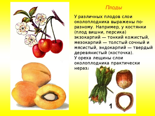 Плоды У различных плодов слои околоплодника выражены по-разному. Например, у костянки (плод вишни, персика) экзокарпий — тонкий кожистый, мезокарпий — толстый сочный и мясистый, эндокарпий — твердый деревянистый (косточка). У ореха лещины слои околоплодника практически неразличимы. 