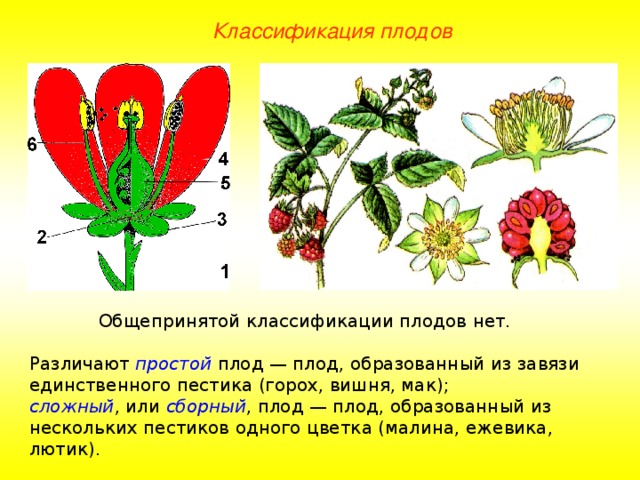 Классификация плодов Общепринятой классификации плодов нет. Различают простой плод — плод, образованный из завязи единственного пестика (горох, вишня, мак); сложный , или сборный , плод — плод, образованный из нескольких пестиков одного цветка (малина, ежевика, лютик). 