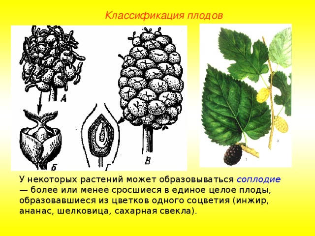 Классификация плодов У некоторых растений может образовываться соплодие — более или менее сросшиеся в единое целое плоды, образовавшиеся из цветков одного соцветия (инжир, ананас, шелковица, сахарная свекла). 
