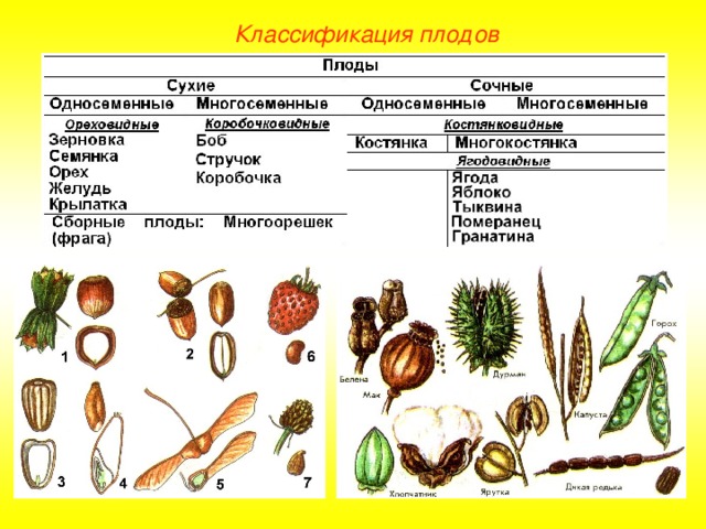 Классификация плодов 