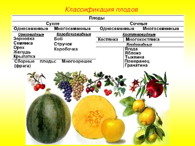 Классификация плодов 