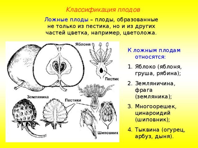 Классификация плодов Ложные плоды – плоды, образованные не только из пестика, но и из других частей цветка, например, цветоложа. К ложным плодам относятся: Яблоко (яблоня, груша, рябина); Земляничина, фрага (земляника); Многоорешек, цинароидий (шиповник); Тыквина (огурец, арбуз, дыня). 