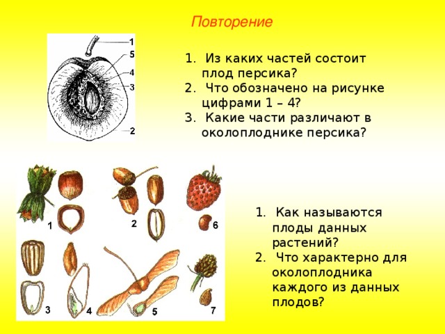 Повторение  Из каких частей состоит плод персика?  Что обозначено на рисунке цифрами 1 – 4?  Какие части различают в околоплоднике персика?  Как называются плоды данных растений?  Что характерно для околоплодника каждого из данных плодов? 