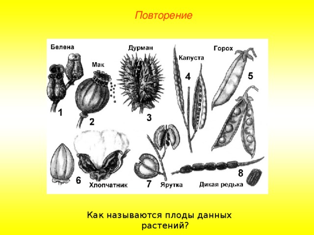 Повторение Как называются плоды данных растений? 