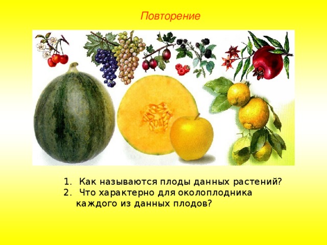 Повторение  Как называются плоды данных растений?  Что характерно для околоплодника каждого из данных плодов? 