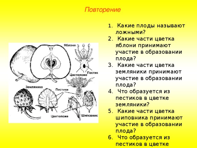 Повторение  Какие плоды называют ложными?  Какие части цветка яблони принимают участие в образовании плода?  Какие части цветка земляники принимают участие в образовании плода?  Что образуется из пестиков в цветке земляники?  Какие части цветка шиповника принимают участие в образовании плода?  Что образуется из пестиков в цветке шиповника? 