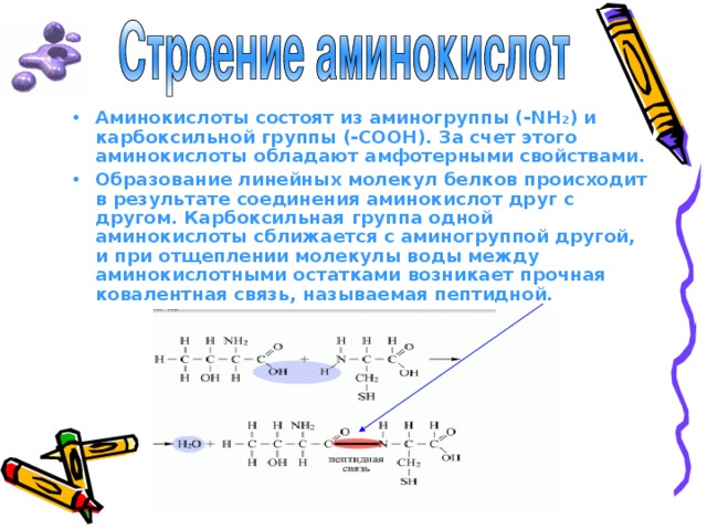 Аминокислоты состоят из аминогруппы (-NH 2 ) и карбоксильной группы (-СООН). За счет этого аминокислоты обладают амфотерными свойствами. Образование линейных молекул белков происходит в результате соединения аминокислот друг с другом. Карбоксильная группа одной аминокислоты сближается с аминогруппой другой, и при отщеплении молекулы воды между аминокислотными остатками возникает прочная ковалентная связь, называемая пептидной. 