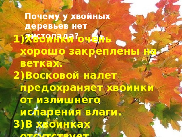 Почему у хвойных деревьев нет листопада? Хвоинки очень хорошо закреплены на ветках. Восковой налет предохраняет хвоинки от излишнего испарения влаги. В хвоинках отсутствует хлорофилл.  