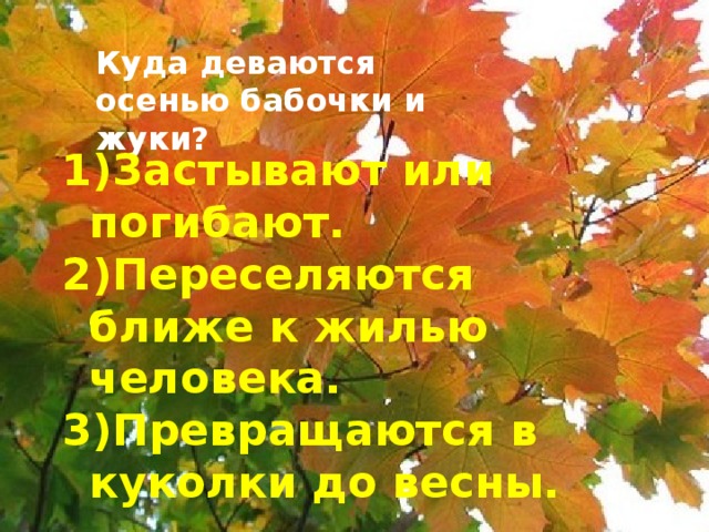 Куда деваются осенью бабочки и жуки? Застывают или погибают. Переселяются ближе к жилью человека. Превращаются в куколки до весны.  