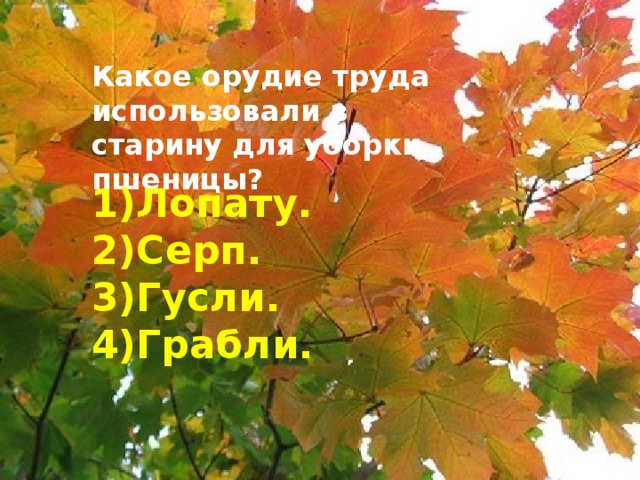 Какое орудие труда использовали в старину для уборки пшеницы? Лопату. Серп. Гусли. Грабли.  