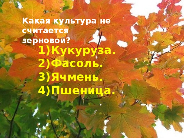 Какая культура не считается зерновой? Кукуруза. Фасоль. Ячмень. Пшеница.  