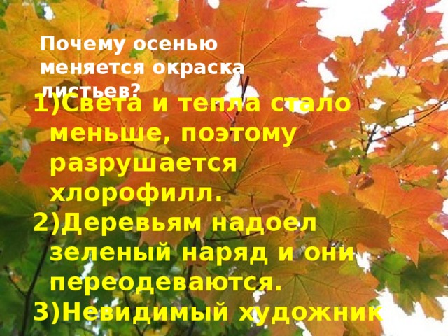 Почему осенью меняется окраска листьев? Света и тепла стало меньше, поэтому разрушается хлорофилл. Деревьям надоел зеленый наряд и они переодеваются. Невидимый художник раскрашивает листья.  