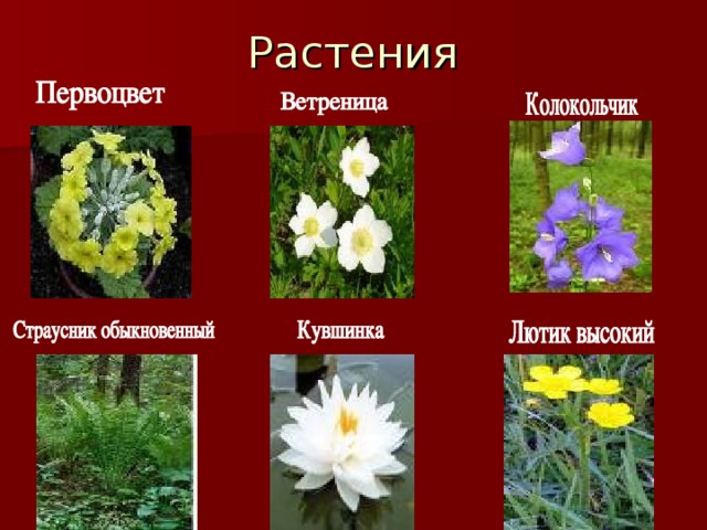 Растения 