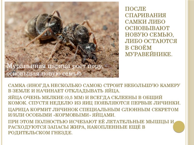 После спаривания самки либо основывают новую семью, либо остаются в своём муравейнике. Муравьиная царица роет нору, основывая новую семью Самка (иногда несколько самок) строит небольшую камеру в земле и начинает откладывать яйца. Яйца очень мелкие (0,5 мм) и всегда склеены в общий комок.  Спустя неделю из яиц появляются первые личинки. Царица кормит личинок специальным слюнным секретом и/или особыми «кормовыми» яйцами. При этом полностью исчезают её летательные мышцы и расходуются запасы жира, накопленные ещё в родительском гнезде. 