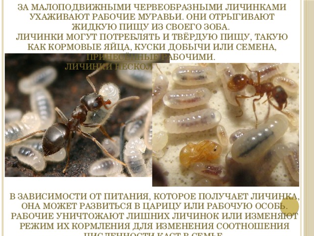За малоподвижными червеобразными личинками ухаживают рабочие муравьи. Они отрыгивают жидкую пищу из своего зоба.  Личинки могут потреблять и твёрдую пищу, такую как кормовые яйца, куски добычи или семена, принесённые рабочими. Личинки несколько раз линяют. В зависимости от питания, которое получает личинка, она может развиться в царицу или рабочую особь. Рабочие уничтожают лишних личинок или изменяют режим их кормления для изменения соотношения численности каст в семье. 