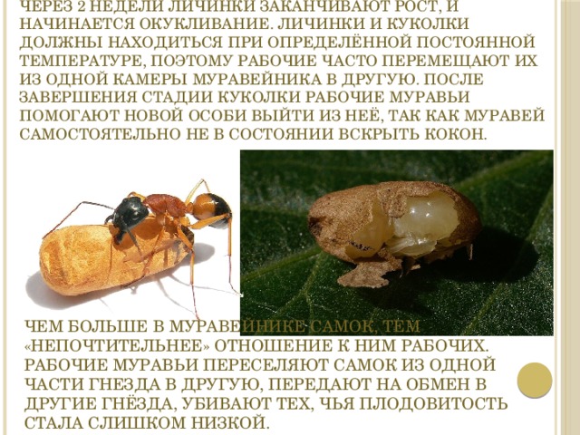 Через 2 недели личинки заканчивают рост, и начинается окукливание. Личинки и куколки должны находиться при определённой постоянной температуре, поэтому рабочие часто перемещают их из одной камеры муравейника в другую. После завершения стадии куколки рабочие муравьи помогают новой особи выйти из неё, так как муравей самостоятельно не в состоянии вскрыть кокон. Чем больше в муравейнике самок, тем «непочтительнее» отношение к ним рабочих. Рабочие муравьи переселяют самок из одной части гнезда в другую, передают на обмен в другие гнёзда, убивают тех, чья плодовитость стала слишком низкой. 
