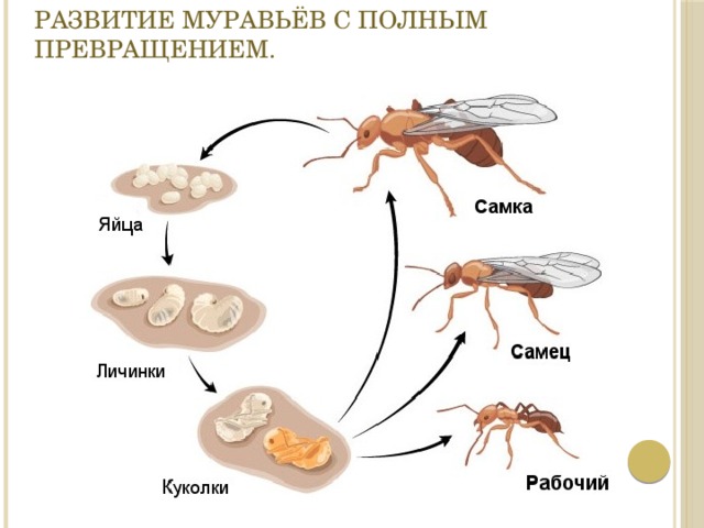 Развитие муравьёв с полным превращением. 