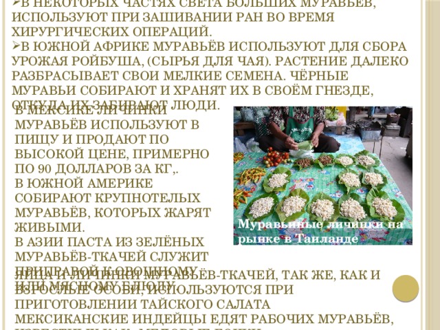 В некоторых частях света больших муравьёв, используют при зашивании ран во время хирургических операций. В Южной Африке муравьёв используют для сбора урожая ройбуша, (сырья для чая). Растение далеко разбрасывает свои мелкие семена. Чёрные муравьи собирают и хранят их в своём гнезде, откуда их забирают люди. В Мексике личинки муравьёв используют в пищу и продают по высокой цене, примерно по 90 долларов за кг,.  В Южной Америке собирают крупнотелых муравьёв, которых жарят живыми.  В Азии паста из зелёных муравьёв-ткачей служит приправой к овощному или мясному блюду. Муравьиные личинки на рынке в Таиланде Яйца и личинки муравьёв-ткачей, так же, как и взрослые особи, используются при приготовлении тайского салата Мексиканские индейцы едят рабочих муравьёв, известных как «медовые бочки». 