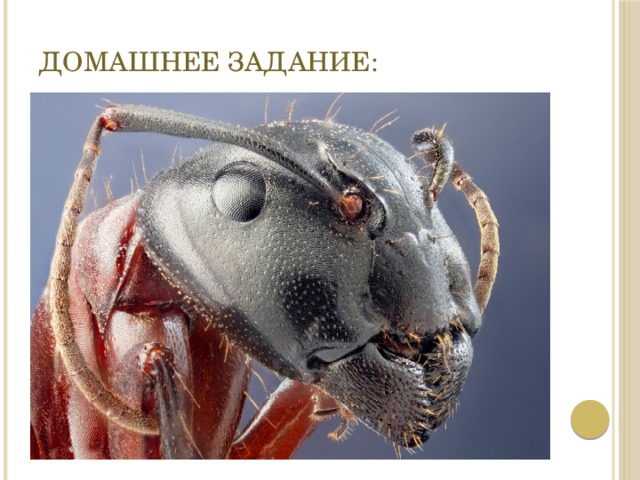 Домашнее задание: 