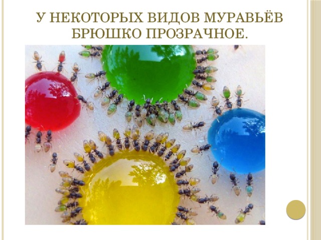 У некоторых видов муравьёв брюшко прозрачное. 