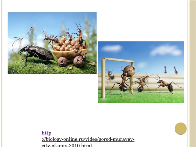 http ://biology-online.ru/video/gorod-muravev-city-of-ants-2010.html  