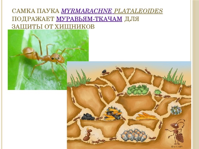 Самка паука Myrmarachne  plataleoides подражает муравьям-ткачам для защиты от хищников 
