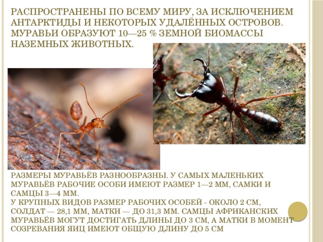 Распространены по всему миру, за исключением Антарктиды и некоторых удалённых островов.  Муравьи образуют 10—25 % земной биомассы наземных животных. Размеры муравьёв разнообразны. У самых маленьких муравьёв рабочие особи имеют размер 1—2 мм, самки и самцы 3—4 мм.  У крупных видов размер рабочих особей - около 2 см, солдат — 28,1 мм, матки — до 31,3 мм. Самцы африканских муравьёв могут достигать длины до 3 см, а матки в момент созревания яиц имеют общую длину до 5 см 