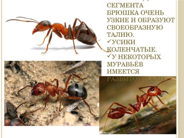 Первые два сегмента брюшка очень узкие и образуют своеобразную талию. Усики коленчатые. У некоторых муравьёв имеется развитое жало. 