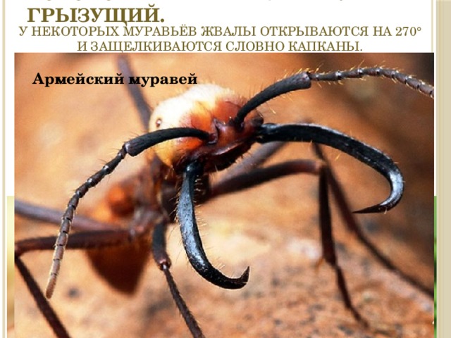 Ротовой аппарат муравья – грызущий. У некоторых муравьёв жвалы открываются на 270° и защелкиваются словно капканы. Армейский муравей Муравей-бульдог Муравей жнец 