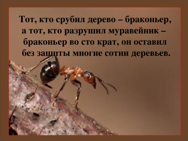 Тот, кто срубил дерево – браконьер, а тот, кто разрушил муравейник – браконьер во сто крат, он оставил без защиты многие сотни деревьев. Ранько Елена Алексеевна учитель начальных классов МАОУ лицей №21 г. Иваново