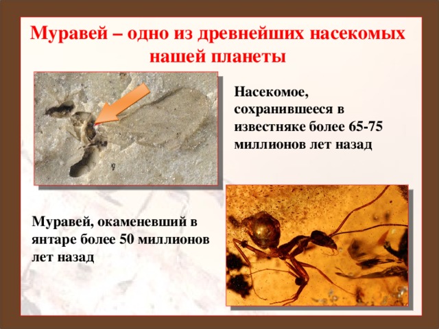 Муравей – одно из древнейших насекомых нашей планеты Насекомое , сохранившееся в известняке более 65-75 миллионов лет назад Муравей, окаменевший в янтаре более 50 миллионов лет назад Ранько Елена Алексеевна учитель начальных классов МАОУ лицей №21 г. Иваново