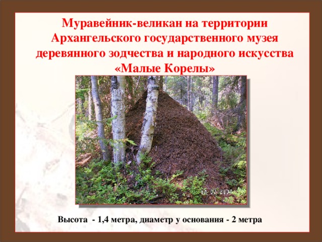 Муравейник-великан на территории Архангельского государственного музея деревянного зодчества и народного искусства «Малые Корелы» Ранько Елена Алексеевна учитель начальных классов МАОУ лицей №21 г. Иваново Высота - 1,4 метра, диаметр у основания - 2 метра