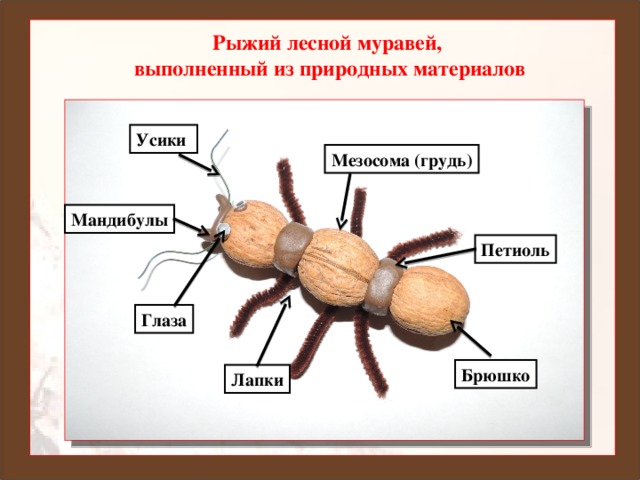 Рыжий лесной муравей, выполненный из природных материалов Усики Мезосома (грудь) Мандибулы Петиоль Глаза Ранько Елена Алексеевна учитель начальных классов МАОУ лицей №21 г. Иваново Брюшко Лапки